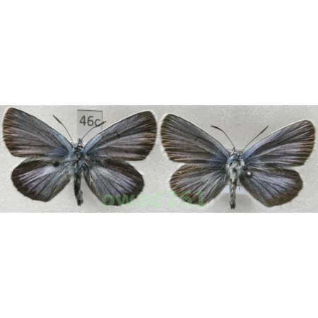 Plebejus argus (Linnaeus, 1758) 2xmale Poland46c